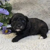 Patty, a female Poodle - Toy  for sale in West Plains, MO – 2 of 4