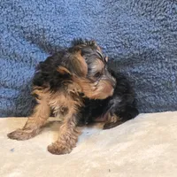 Luka, a male Yorkshire Terrier for sale in West Plains, MO – 4 of 7