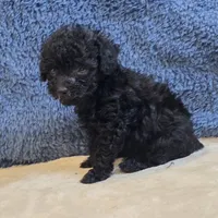Colby, a male Poodle - Toy  for sale in West Plains, MO – 2 of 7