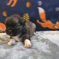Rain, a female Shih Tzu for sale in West Plains, MO – 5 of 6