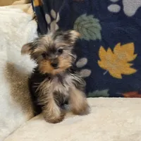 Queen, a female Yorkshire Terrier for sale in West Plains, MO – 6 of 10