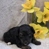 Reta, a female Poodle - Toy  for sale in West Plains, MO – 2 of 5