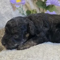 Reta, a female Poodle - Toy  for sale in West Plains, MO – 5 of 5