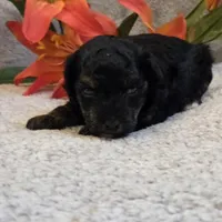 Reta, a female Poodle - Toy  for sale in West Plains, MO – 3 of 5