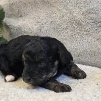 Reta, a female Poodle - Toy  for sale in West Plains, MO – 4 of 5