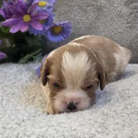 Pete, a male Cavalier King Charles Spaniel for sale in West Plains, MO – 4 of 4