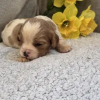 Pete, a male Cavalier King Charles Spaniel for sale in West Plains, MO – 3 of 4