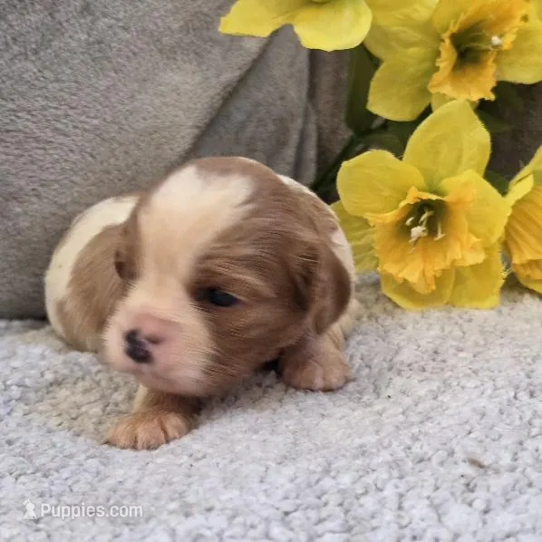 Pete – Cavalier King Charles Spaniel puppy for sale in West Plains, MO