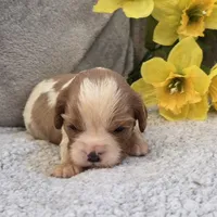 Pete, a male Cavalier King Charles Spaniel for sale in West Plains, MO – 2 of 4