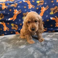 Pebbles, a female Cocker Spaniel for sale in West Plains, MO – 3 of 9