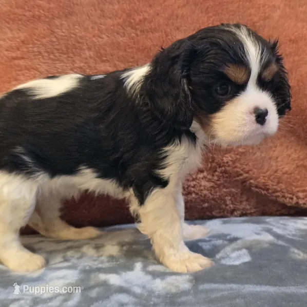 Charm – Cavalier King Charles Spaniel puppy for sale in West Plains, MO
