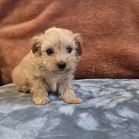 Biscuit, a male Yorkipoo for sale in West Plains, MO – 1 of 6