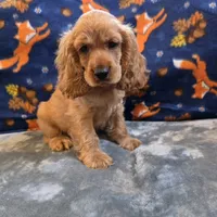 Pebbles, a female Cocker Spaniel for sale in West Plains, MO – 2 of 9