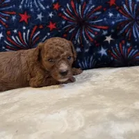 Veto , a male Poodle - Toy  for sale in West Plains, MO – 4 of 7
