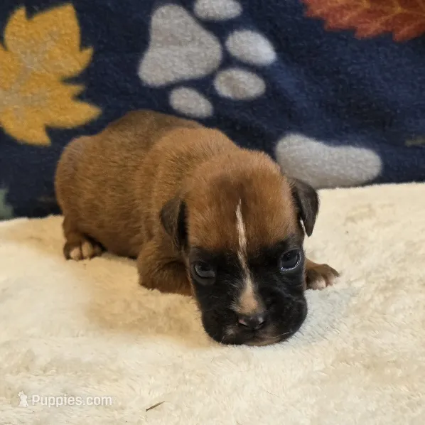 Sparks – Boxer puppy for sale in West Plains, MO