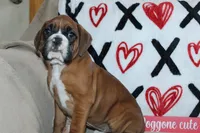 processed/f773a453-78cb-4583-a013-593187e16071/listing/8e51bd1e-0a4c-4279-ab14-4e452c041ee0/33156236-cab1-4e23-9bb8-952738705747