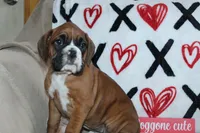 processed/f773a453-78cb-4583-a013-593187e16071/listing/8e51bd1e-0a4c-4279-ab14-4e452c041ee0/425490ac-c30f-4cce-8fa4-e1af5b30df8a