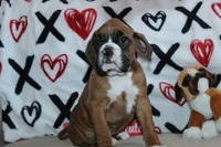 processed/f773a453-78cb-4583-a013-593187e16071/listing/8e51bd1e-0a4c-4279-ab14-4e452c041ee0/d5c31497-bfeb-4d91-beb6-5ef3e45a0f95