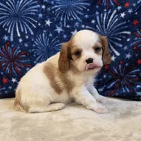 Sherwood, a male Cavalier King Charles Spaniel for sale in West Plains, MO – 4 of 7
