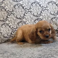 Rooney, a male Cavalier King Charles Spaniel for sale in West Plains, MO – 6 of 7