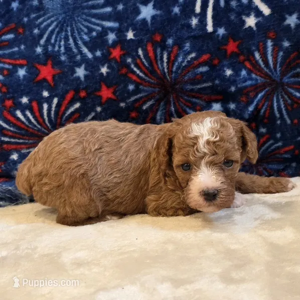 Nexus – Poodle - Toy  puppy for sale in West Plains, MO