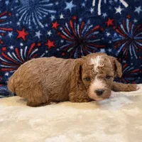 Nexus, a female Poodle - Toy  for sale in West Plains, MO – 1 of 7