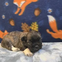 Rain, a female Shih Tzu for sale in West Plains, MO – 4 of 6
