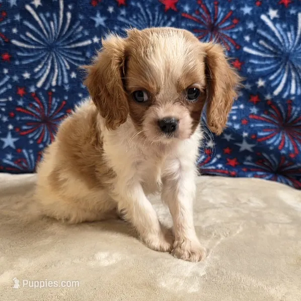 Pete – Cavalier King Charles Spaniel puppy for sale in West Plains, MO