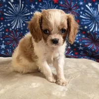 Pete, a male Cavalier King Charles Spaniel for sale in West Plains, MO – 1 of 8