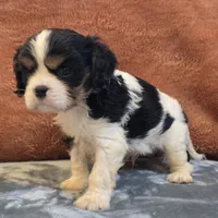 Hank, a male Cavalier King Charles Spaniel for sale in West Plains, MO – 5 of 6