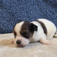 Clover, a female Shorkie for sale in West Plains, MO – 2 of 7