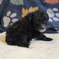 Diva, a female Yorkipoo and Poodle - Toy  for sale in West Plains, MO – 4 of 6