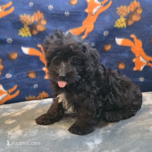 Freya – Yorkipoo, Poodle - Toy  puppy for sale in West Plains, MO