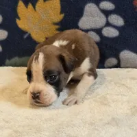 Blaze, a male Boxer for sale in West Plains, MO – 2 of 5