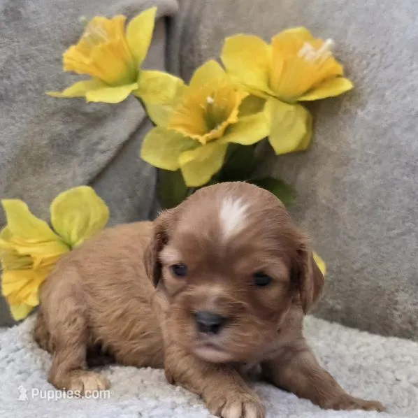 Emmy – Cavalier King Charles Spaniel puppy for sale in West Plains, MO