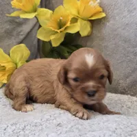 Emmy, a female Cavalier King Charles Spaniel for sale in West Plains, MO – 3 of 5