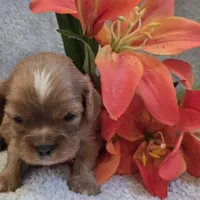 Emmy, a female Cavalier King Charles Spaniel for sale in West Plains, MO – 4 of 5