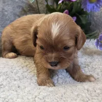 Emmy, a female Cavalier King Charles Spaniel for sale in West Plains, MO – 2 of 5