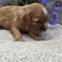 Emmy, a female Cavalier King Charles Spaniel for sale in West Plains, MO – 5 of 5