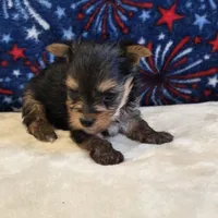 Queen , a female Yorkshire Terrier for sale in West Plains, MO – 6 of 7
