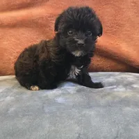 Co Co , a female Yorkipoo for sale in West Plains, MO – 1 of 6