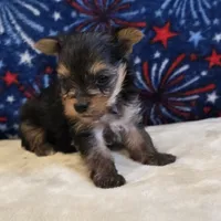 Queen , a female Yorkshire Terrier for sale in West Plains, MO – 5 of 7