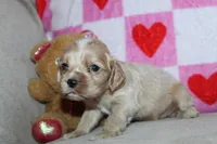 processed/f773a453-78cb-4583-a013-593187e16071/listing/94b349c8-7aa8-4103-ba2c-35ebaf8a7445/0c69d70b-6c94-4198-bb75-6c19bc49f7c8