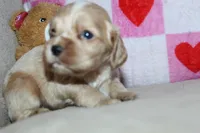 processed/f773a453-78cb-4583-a013-593187e16071/listing/94b349c8-7aa8-4103-ba2c-35ebaf8a7445/3e29ca11-f56c-4430-a430-27608d8afcba