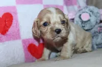 processed/f773a453-78cb-4583-a013-593187e16071/listing/94b349c8-7aa8-4103-ba2c-35ebaf8a7445/ab94f15c-ae88-45a8-9615-edeaa7a126a9