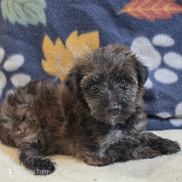 Sage – Yorkipoo, Poodle - Toy  puppy for sale in West Plains, MO