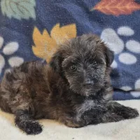 Sage, a female Yorkipoo and Poodle - Toy  for sale in West Plains, MO – 1 of 6