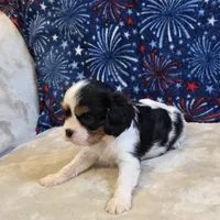 Alta, a female Cavalier King Charles Spaniel for sale in West Plains, MO – 7 of 7