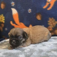 Brooks, a male Shih Tzu for sale in West Plains, MO – 6 of 6