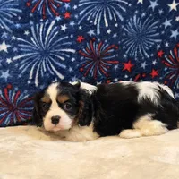 Greta, a female Cavalier King Charles Spaniel for sale in West Plains, MO – 6 of 7
